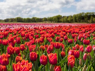 Appartamento per vacanze Egmond aan Zee Ambiente 33