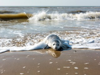 Appartamento per vacanze Egmond aan Zee Ambiente 34