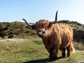 Appartamento per vacanze Egmond aan Zee Ambiente 35