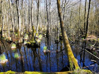 Appartamento per vacanze Zingst Ambiente 24