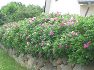 Rosenhecke Ferienhaus auf Usedom