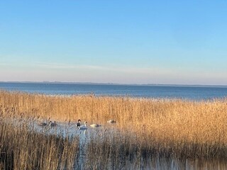 Ferienhaus Saal in Vorpommern Außenaufnahme 21