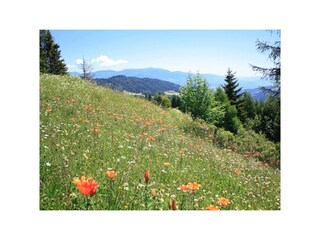 Vakantieappartement Wolfsberg Document 18