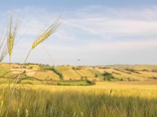 Ferienhaus Marotta-Mondolfo Umgebung 18