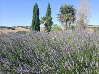 Casa per le vacanze Marotta-Mondolfo Ambiente 22