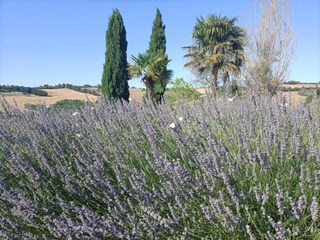 Maison de vacances Marotta-Mondolfo Environnement 28
