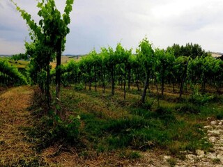 Casa per le vacanze Marotta-Mondolfo Ambiente 23