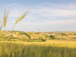 Holiday house Marotta-Mondolfo Environment 30