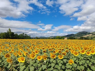 Holiday house Marotta-Mondolfo Environment 19