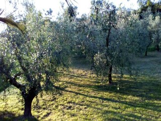 Vakantiehuis Santa Maria Dell'arzilla Omgeving 34