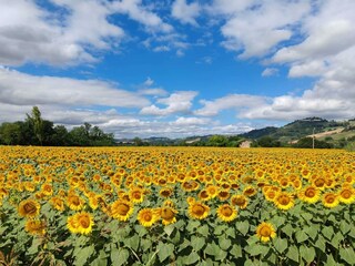 Casa de vacaciones Marotta-Mondolfo Entorno 20