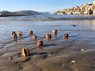 Ferienhaus Santa Maria Dell'arzilla Umgebung 27