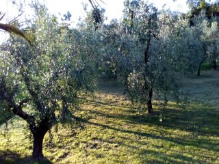 Casa per le vacanze Santa Maria Dell'arzilla Ambiente 31