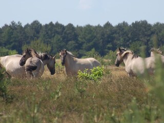 Küstenheide ( Wildpferde )
