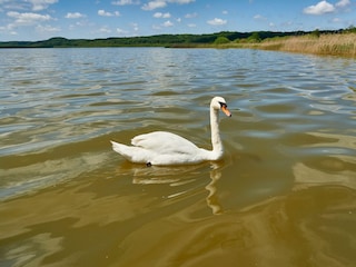 Idyll am Schmachter See