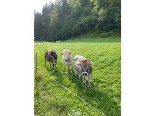 Ferienwohnung Fischen im Allgäu Umgebung 23
