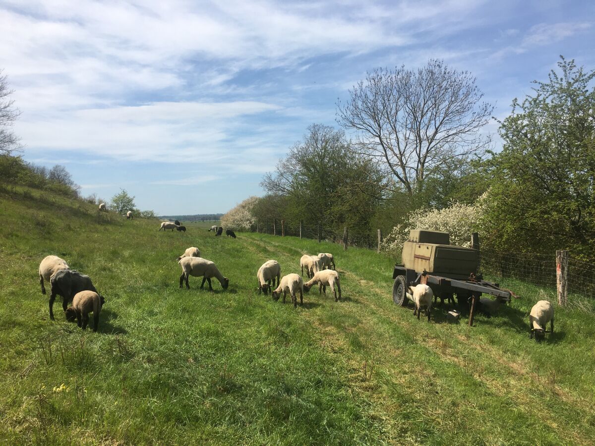 Unsere Schafe im Naturschutzgebiet „Grünzer Berge“