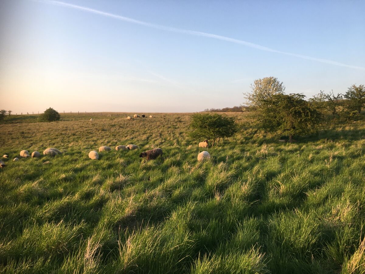 Unsere Schafe im LSG Radewitzer Heide