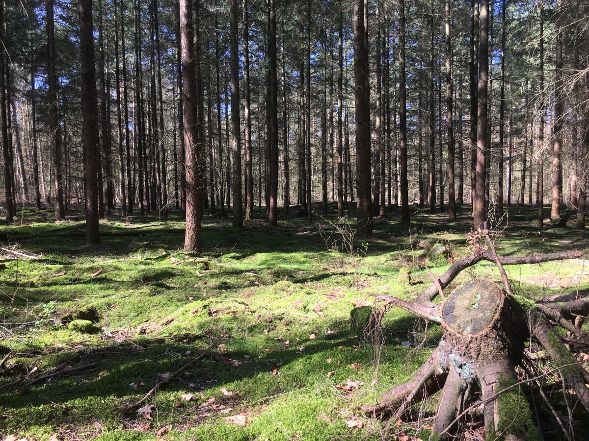 In der nahe gelegenen Blumenberger Heide