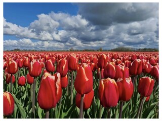 Appartamento per vacanze Julianadorp Ambiente 36