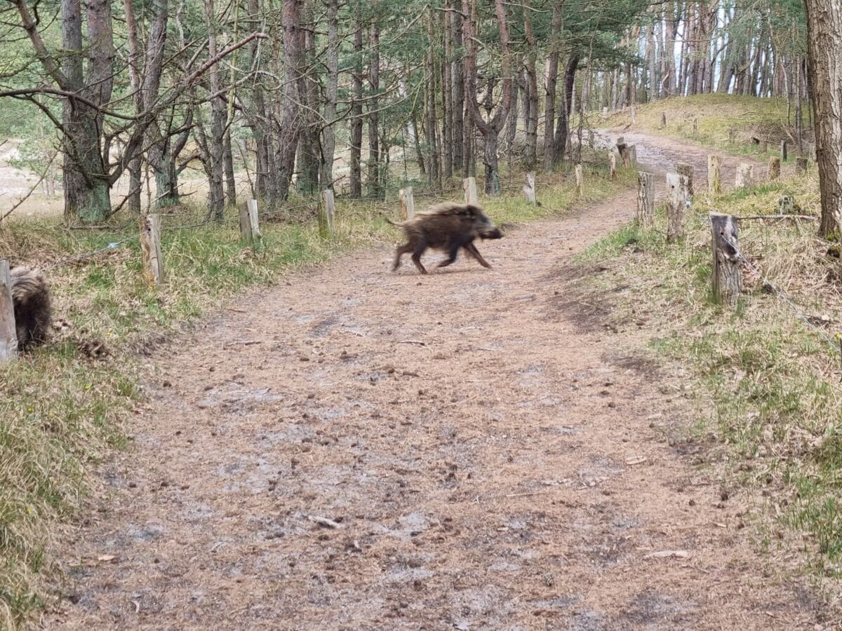 Tiere im Naturschutzgebiet