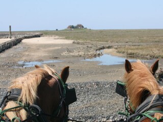 Kutschfahrt zur Hallig Südfall