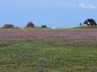 Maison de vacances Nordstrand Enregistrement extérieur 11