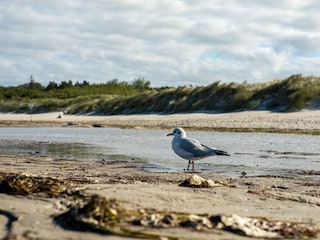 Ferienwohnung Born an der Darß Außenaufnahme 4