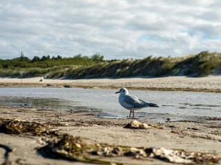 Ferienhaus Born an der Darß Außenaufnahme 6