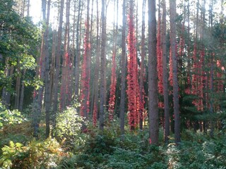 Appartement de vacances Würzburg Environnement 31