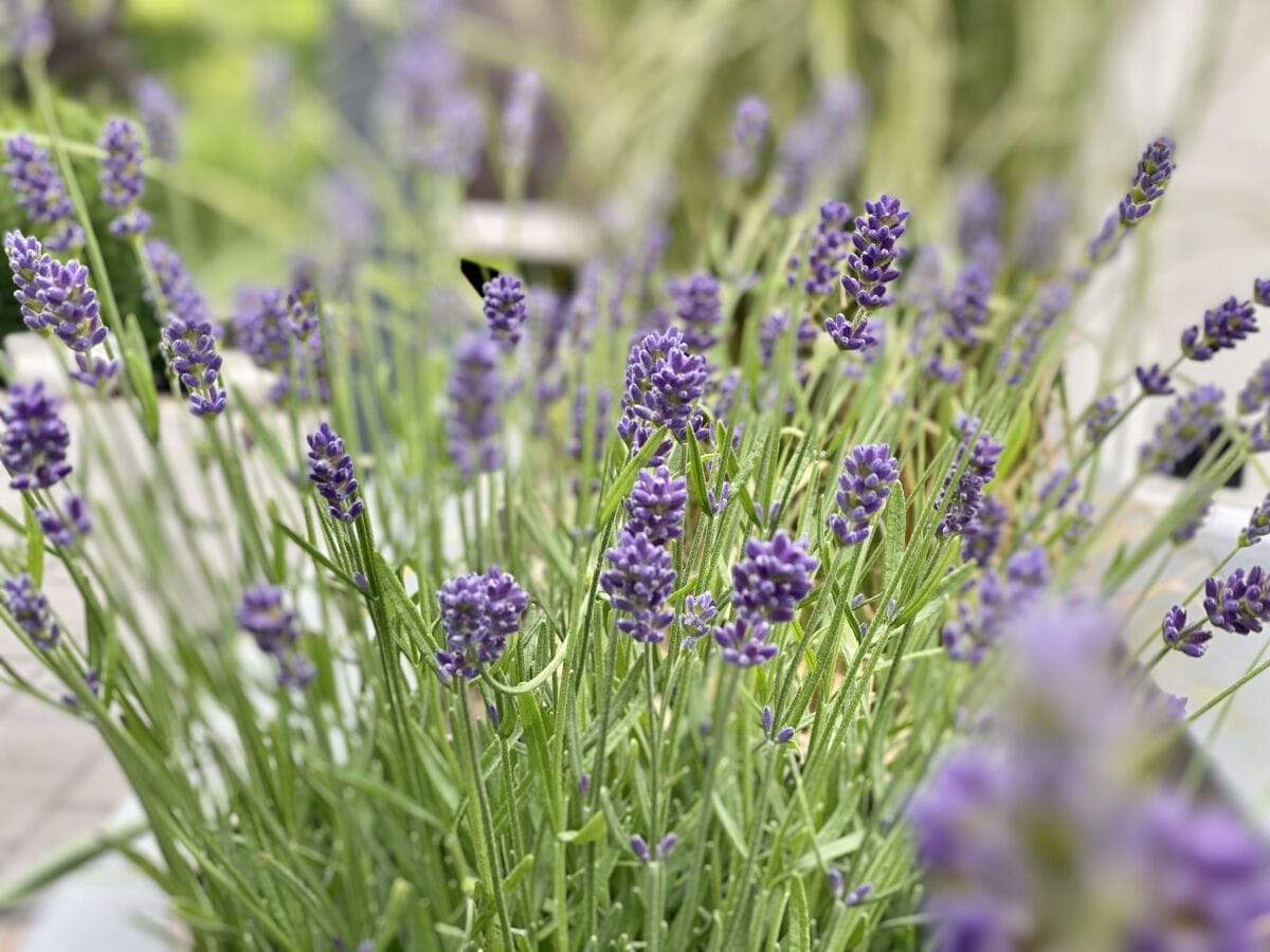 Lavendel