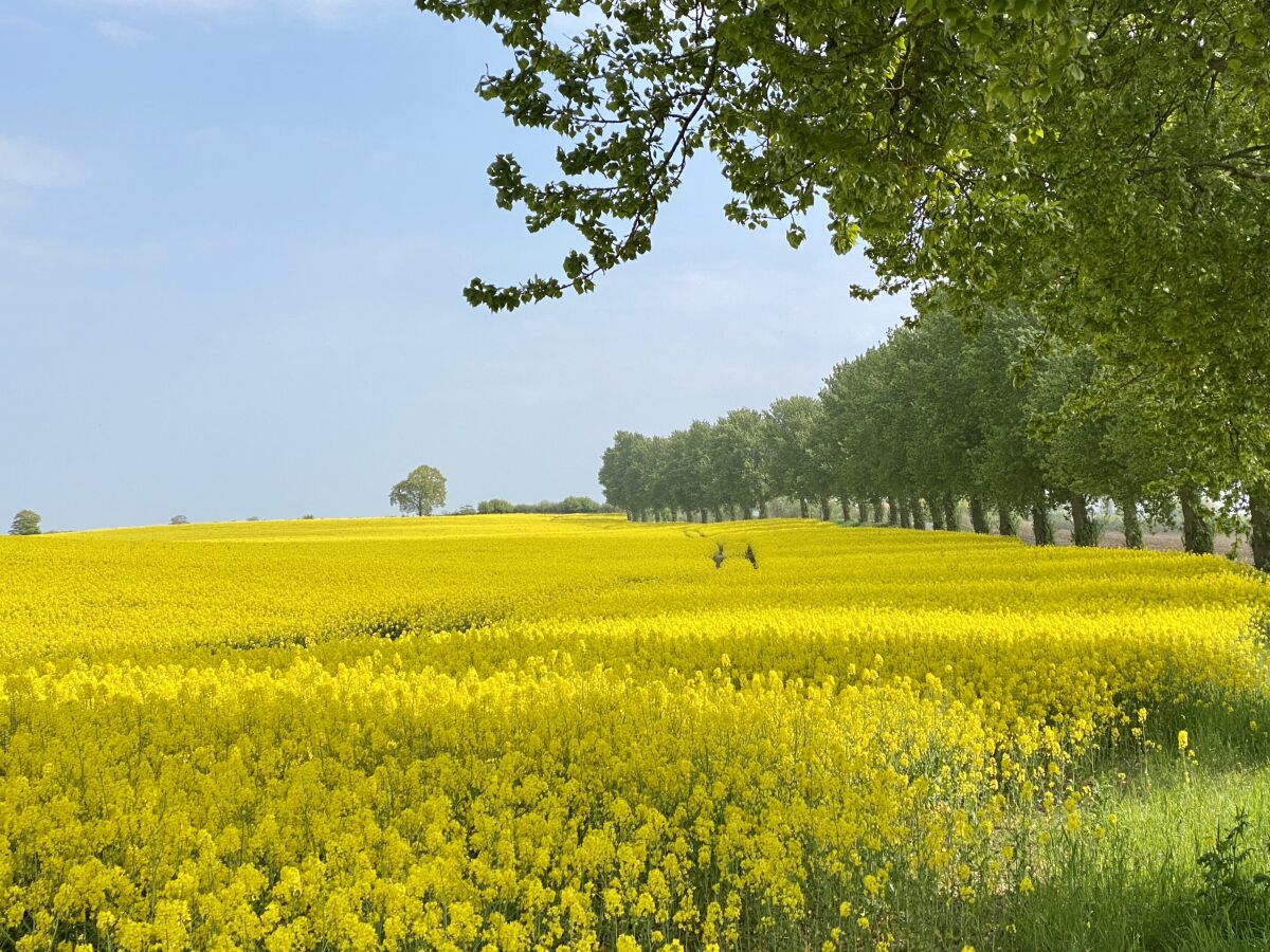 Ein Rapsfeld an der Ostsee