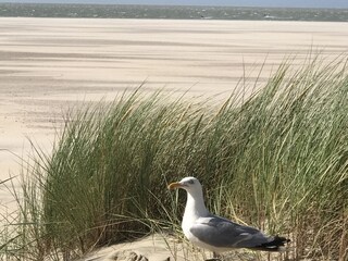 Casa per le vacanze Ouddorp Ambiente 33