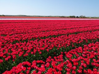 Appartamento per vacanze Egmond-Binnen Ambiente 21