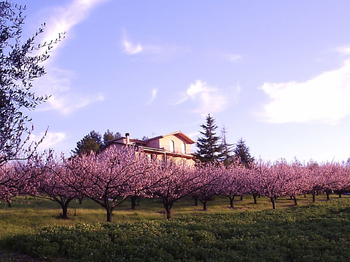 View of the property with apricots trees