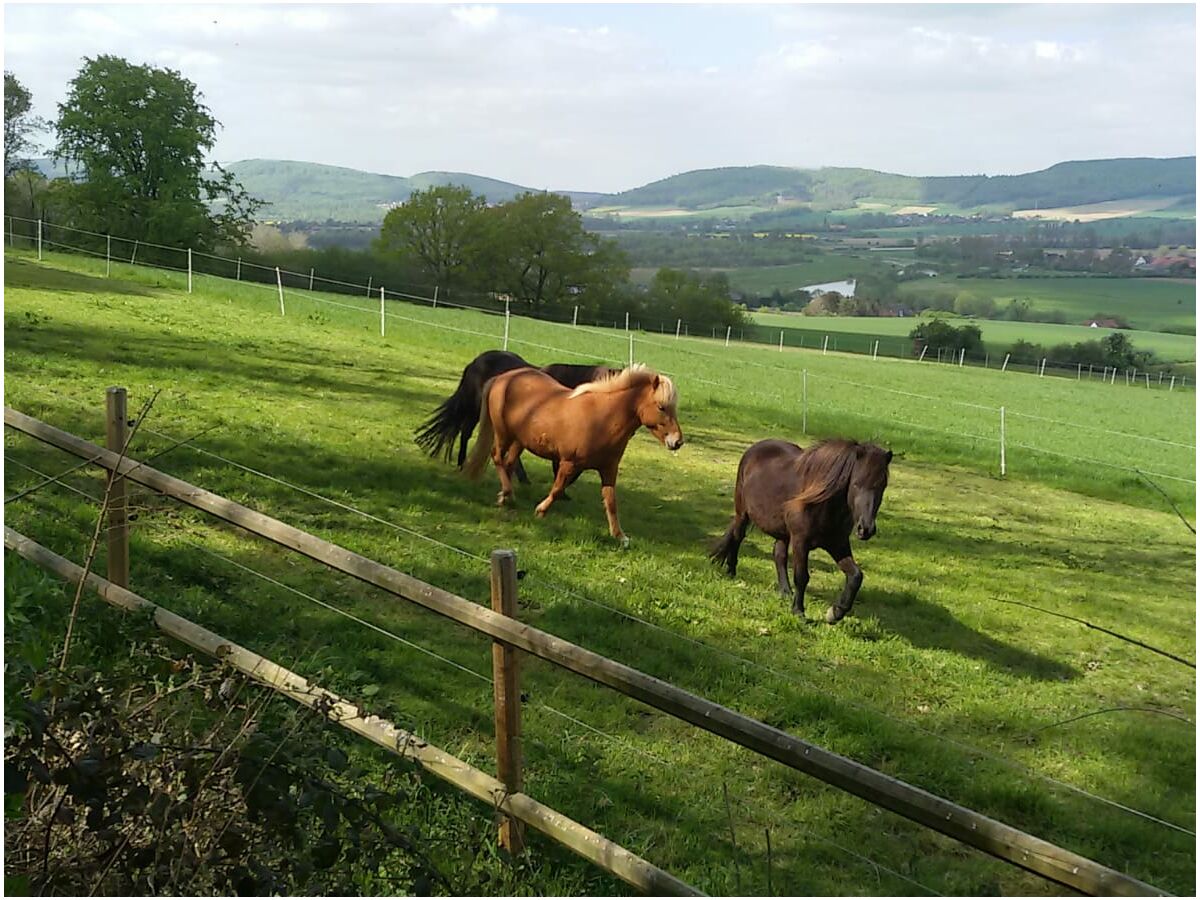 Ferienhaus Hill House, Extertal, Firma Ferienhaus Service - Frau