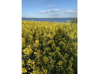 Casa per le vacanze Sierksdorf Ambiente 29