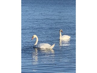 Casa per le vacanze Sierksdorf Ambiente 33