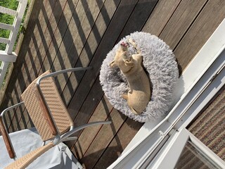 Casa per le vacanze Sierksdorf Caratteristiche 26