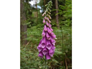 Appartamento per vacanze Uppershausen Ambiente 16