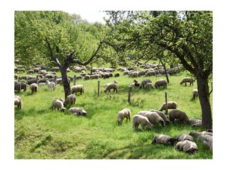 Appartamento per vacanze Uppershausen Ambiente 13