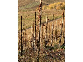 Casa per le vacanze Graach an der Mosel Ambiente 20