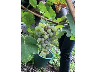 Casa per le vacanze Graach an der Mosel Ambiente 21