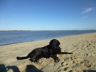 Hundestrand