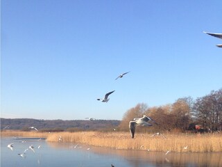 Appartamento Binz Ambiente 23