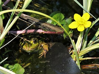 Frosch im Teich