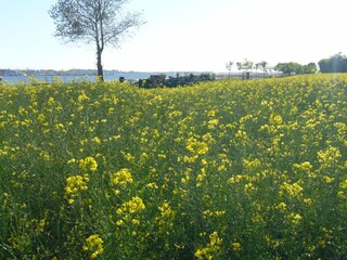 Rapsblüte