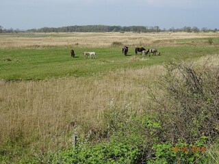 Geltinger Birk Koniks