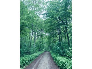Nordschau - Wald