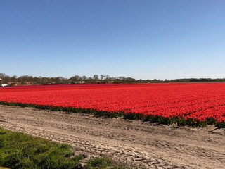 Vakantiehuis Dirkshorn Omgeving 21
